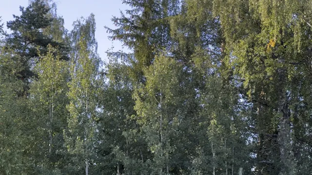 Koivumetsä navetan vieressä